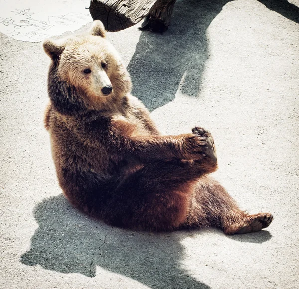 Braunbär (ursus arctos arctos) sitzt auf dem Boden und leckt — Stockfoto