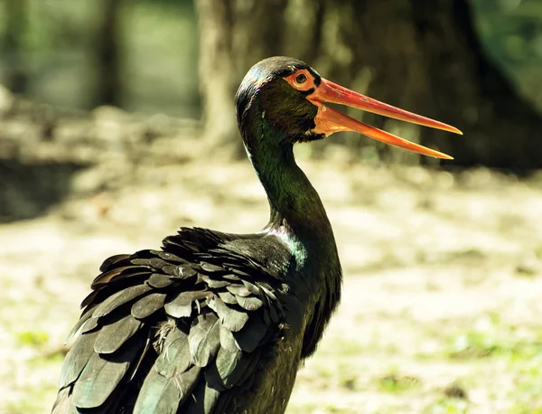 Black stork (Ciconia nigra), animal scene — Stock Photo, Image