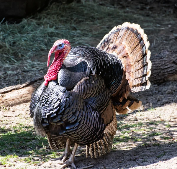 Wild turkey (Meleagris gallopavo), animal scene — Stock Photo, Image