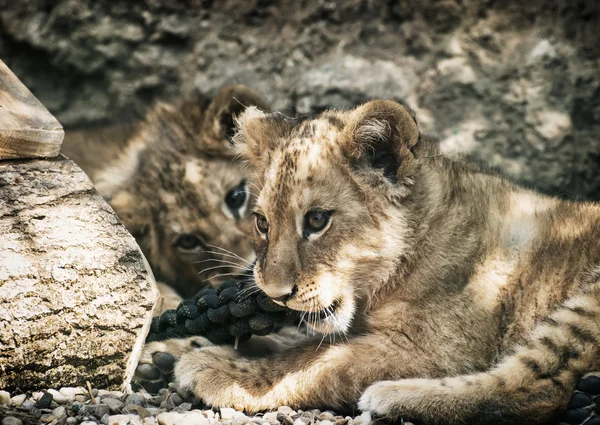 Zwei süße Löwenbabys (Panthera leo leo) — Stockfoto