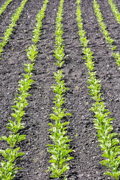 Seedlings crop field in spring, vertical composition — Stock Photo, Image