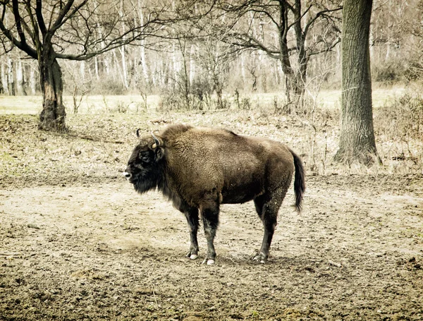 Bisonte europeo (Bison bonasus) pastando en el prado, animal sce —  Fotos de Stock