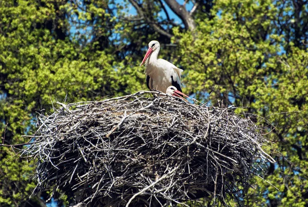 Familie der Weißstörche (ciconia ciconia) im Nest, Tierwelt — Stockfoto