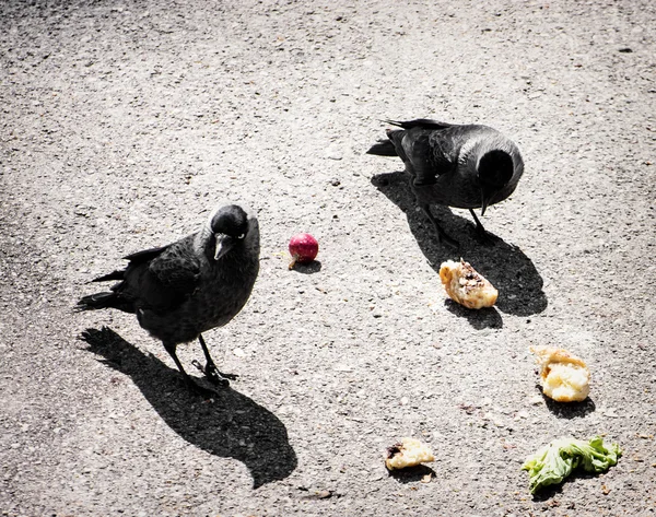 Birds eating the vegetable on the ground, light and shadow