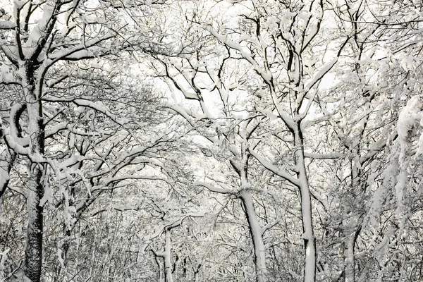 Belas árvores nevadas de inverno, cena natural — Fotografia de Stock