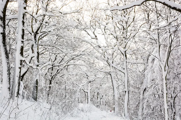 Snowy forest, seasonal natural white scenery — Stock Photo, Image