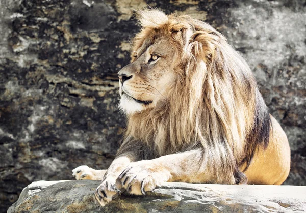 バーバリ ライオンの肖像画 (パンテーラ レオ レオ)、ライオン キング — ストック写真