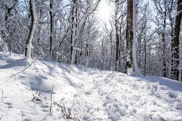 Caminho nevado na floresta de inverno e raios de sol — Fotografia de Stock