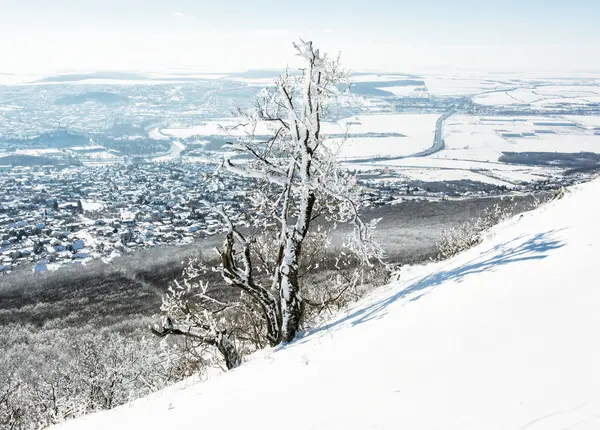 Schneebaum und Winterlandschaft, Stadt Nitra, Slowakei — Stockfoto