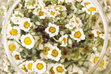 Papatya çiçekler cam kapta, doğal sahne ile ayarlanamaması