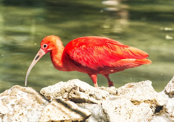 Portret Red Scarlet Ibis (Eudocimus ruber) — Zdjęcie stockowe