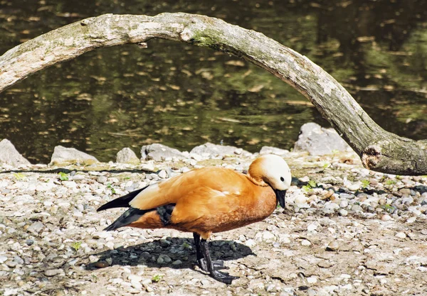 Ruddy shelduck na margem do lago (Tadorna ferruginea ) — Fotografia de Stock