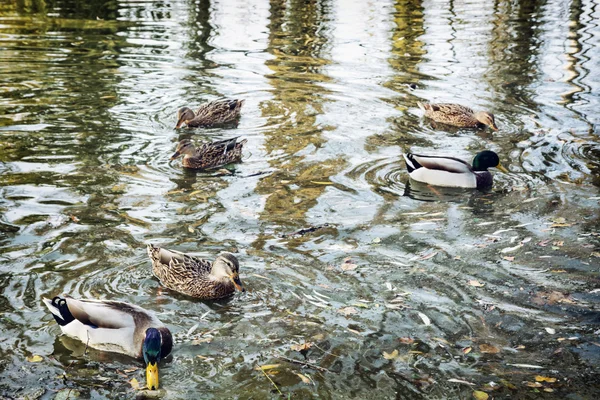 Ομάδα από άγρια mallard πάπιες στη λιμνούλα, κύματα και αντανάκλαση — Φωτογραφία Αρχείου