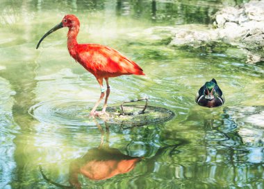 Güzel Kızıl aynak (Eudocimus ruber) ve ahşap ördek (AIX spon