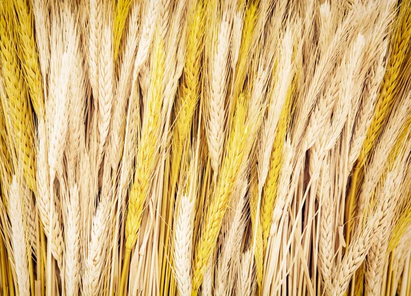 Gele tarwe cobs, agrarische thema — Stockfoto