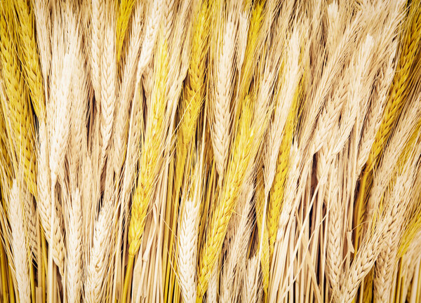 Yellow wheat cobs, agricultural theme