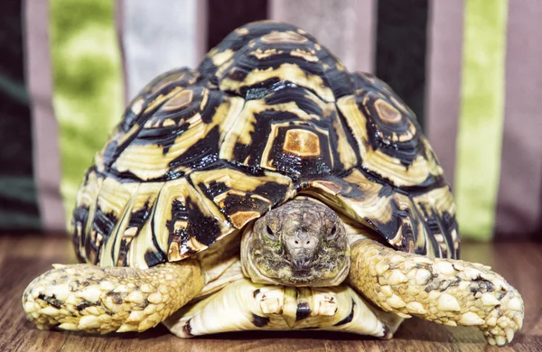 ヒョウの亀 (ガラパゴスゾウガメ ポスター発表の部) の肖像画、動物テーマ — ストック写真