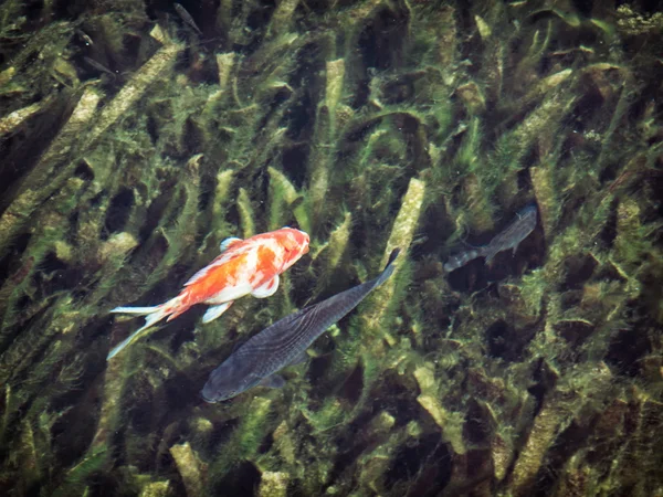 Peixe em água escura, contraste cena natural — Fotografia de Stock