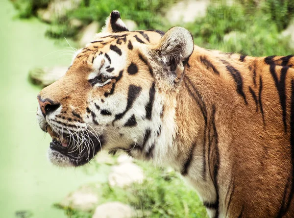 Tigre siberiano (Panthera tigris altaica) retrato, tema animal — Foto de Stock