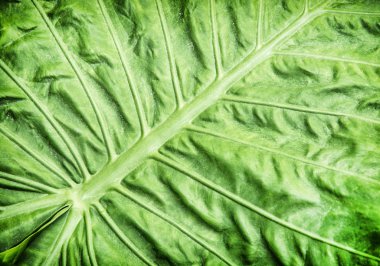 Colocasia esculenta, tropikal bitki