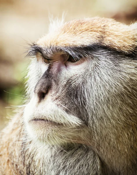Close up retrato do macaco Patas (Erythrocebus patas ) — Fotografia de Stock