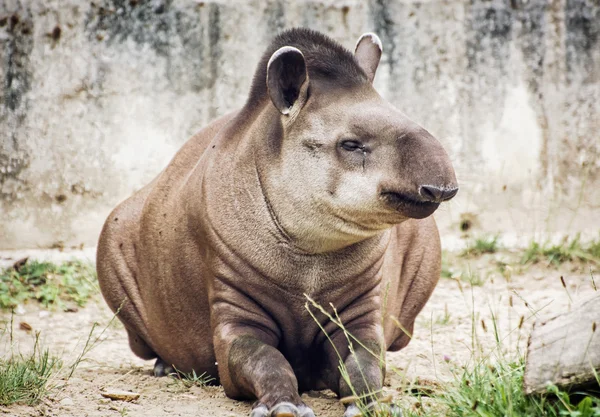 Zuid-Amerikaanse tapir (Tapirus terrestris), dierlijke scène — Stockfoto