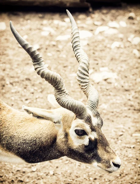 Porträt des Schwarzbocks (Antilope cervicapra), natürliche Szene — Stockfoto