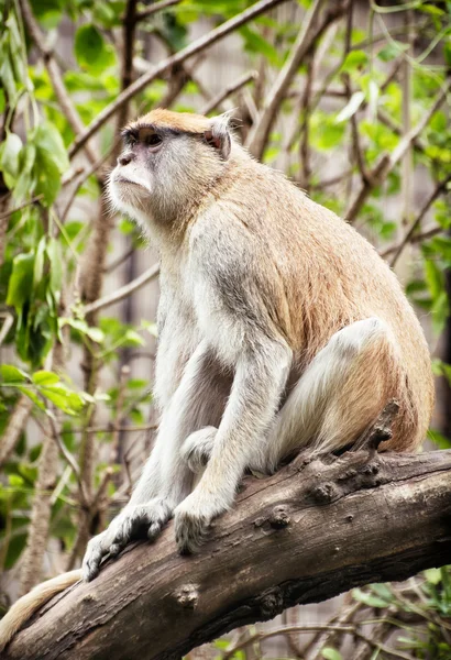 Патас обезьяна (Erythrocebus patas), сидящая на ветке и обсе — стоковое фото