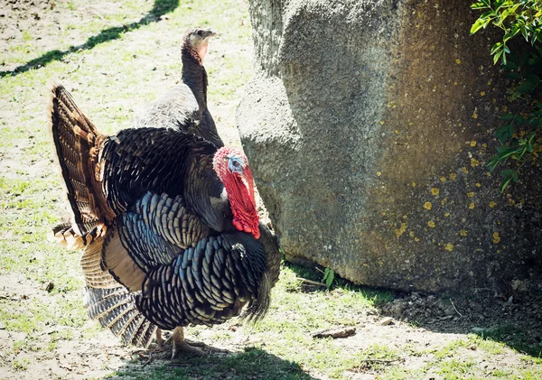 Pair of Wild turkey (Meleagris gallopavo), animal scene — Stock Photo, Image
