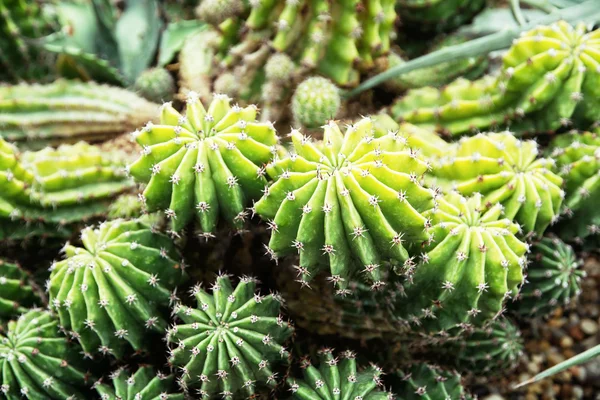 Echinopsis obrepanda cactus, foto di dettaglio — Foto Stock