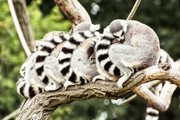 Gruppo di lemuri dalla coda ad anello (Lemur catta) appoggiati sull'albero — Foto Stock