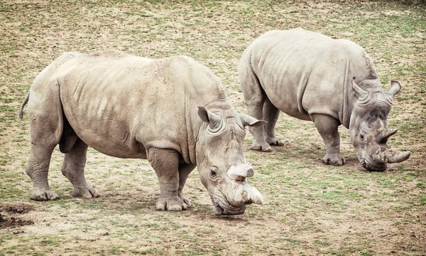 White rhinoceros (Ceratotherium simum simum), two animals — Stock Photo, Image