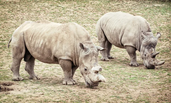 Fehér orrszarvú (Ceratotherium simum simum), a két állat — Stock Fotó