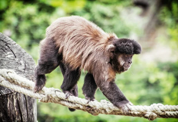 Capuchinho adornado (Cebus apella) escalada em corda, tema animal — Fotografia de Stock