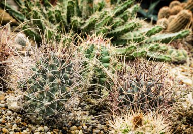Çeşitli kaktüsler mix, Bahçe Tema