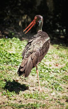 Siyah leylek (Ciconia nigra), kuş sahne