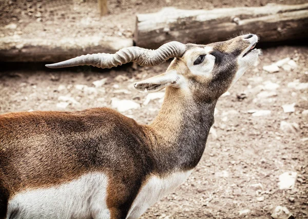 Blackbuck portret (duży cervicapra), sceny zwierząt — Zdjęcie stockowe