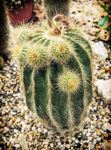 Dettaglio foto del cactus verde — Foto Stock