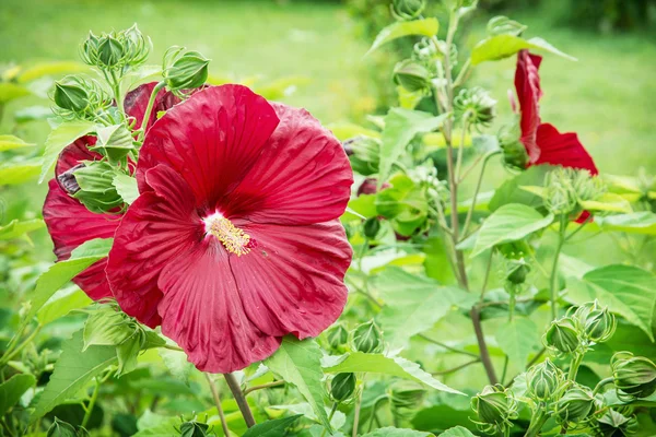 大きな赤いハイビスカスの花、マクロの自然写真 — ストック写真