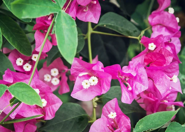 Bougainvillea purple flowers, gardening theme — Stock Photo, Image