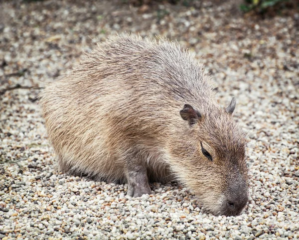 Capybara (Hydrochoerus hydrochaeris), scène animale — Photo