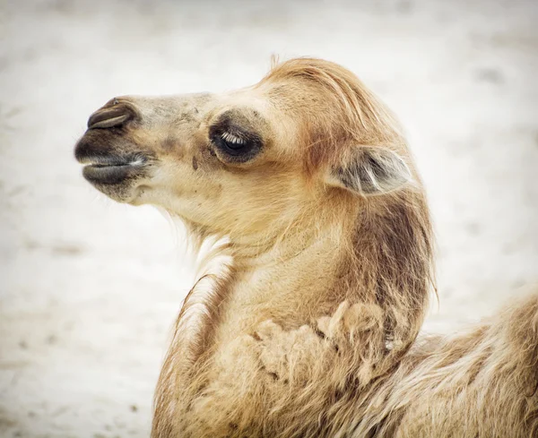 Portrait of young bactrian camel — Stock Photo, Image