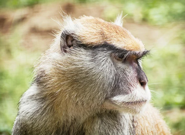 Закрытый портрет обезьяны Патаса (Erythrocebus patas), животное s — стоковое фото