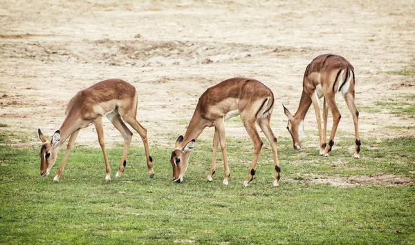 Cervo di Eld (Panolia eldii), bellezza nella natura — Foto Stock