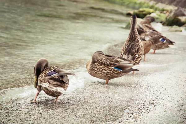Patos reales salvajes en la orilla del lago, belleza en la naturaleza — Foto de Stock