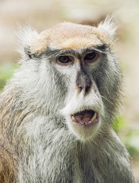 Macaco-patas ou macaco-hussar (Erythrocebus patas ) — Fotografia de Stock