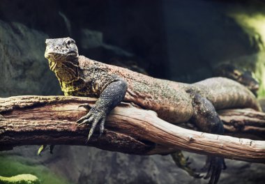 Komodo dragon (Varanus komodoensis) portre, hayvan sahne