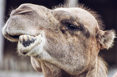 Bactrian camel closeup crazy portrait, animal face clipart