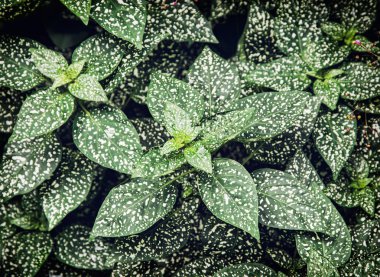 Hypoestes phyllostachya bitki