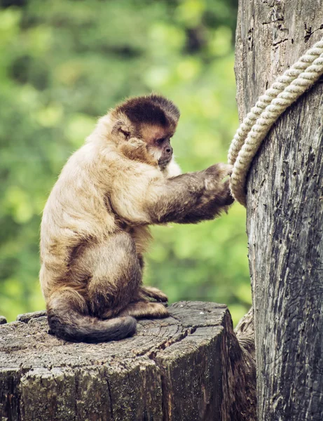 Capuchinho adornado (Cebus apella) sentado no toco da árvore, animal — Fotografia de Stock